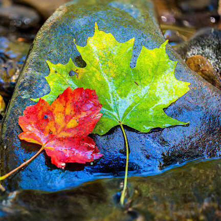 Buy Xanax Online  Meds e-Wellness Delivered Fastly