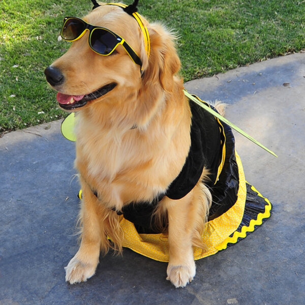 Pets Alive - El Paso Annual Howl-O-Wine Costume Contest