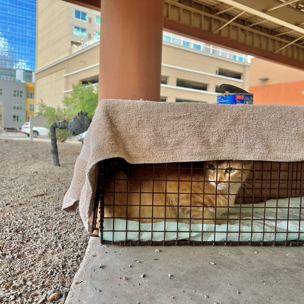 T for Trap: cats are humanely trapped to be spayed/neutered.