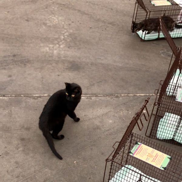R for Return: cats are returned to their original home outside, now with an eartip (the universal symbol of a fixed cat) and all the benefits of spay/neuter surgery.