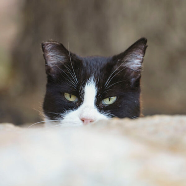 A feral colony cat proudly displaying his ear that was clipped after trap, neuter, and release (TNR).