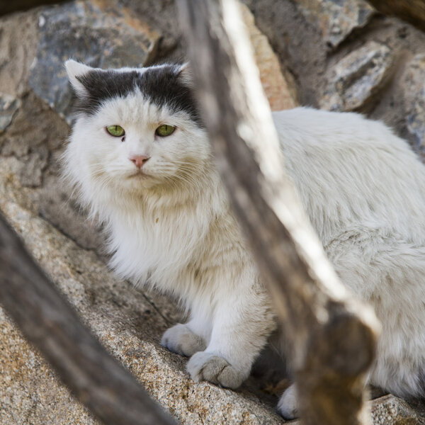 A feral colony cat perching by a tree.