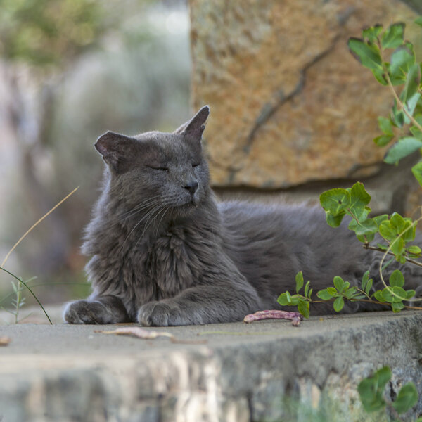 A feral colony cat enjoying a moment of relaxation after having been fed.