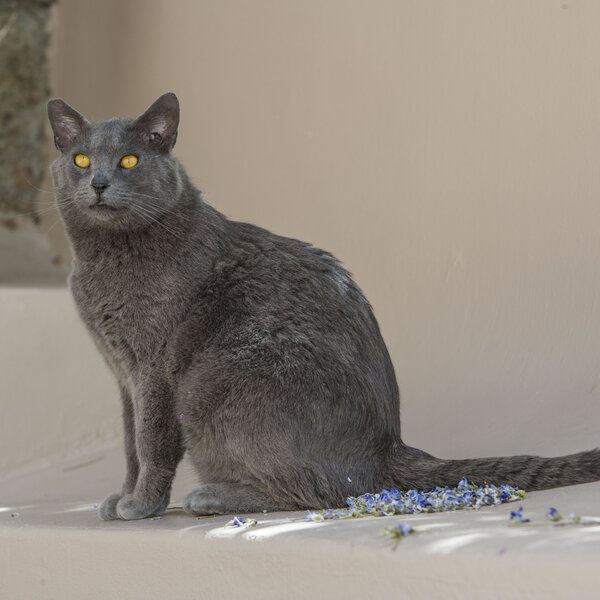 A feral colony cat with striking yellow eyes posing next to fallen flower petals.