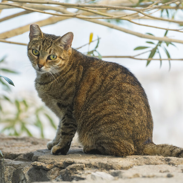 A feral colony cat locking eyes with you, patiently waiting for dinner.