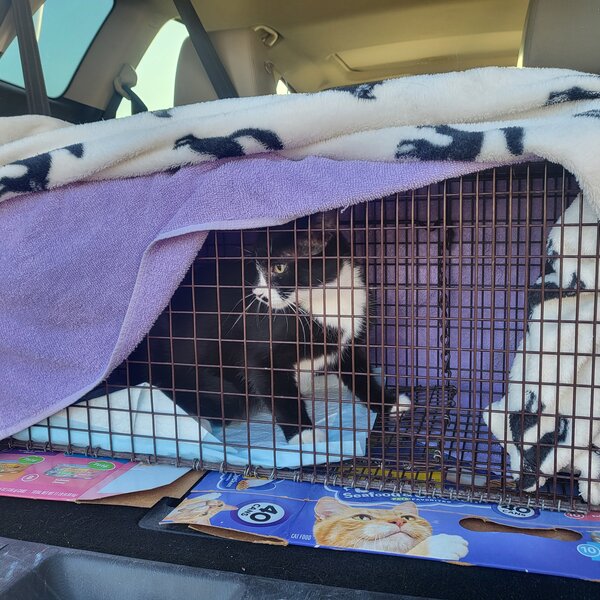 A volunteer's photo of an elusive feral mother cat that was successfully trapped, spayed, and released back to her colony.