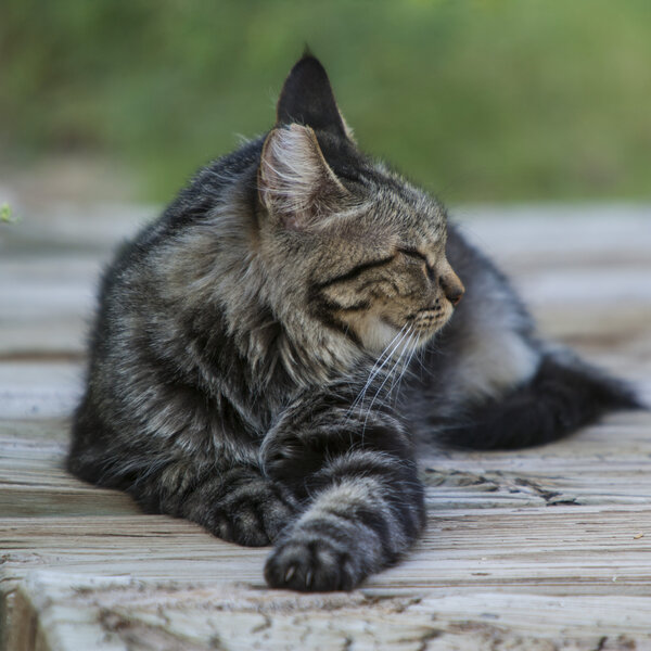 A long-haired feral colony cat resting on a wooden bridge.