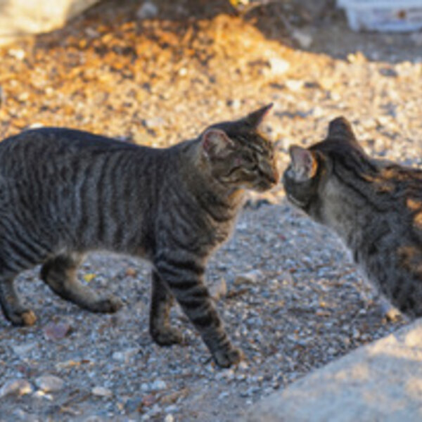 Two feral friends greeting each other.