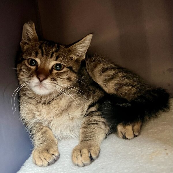 A homeless cat, Sherlock, when he was first found in a parking lot and taken to the vet.