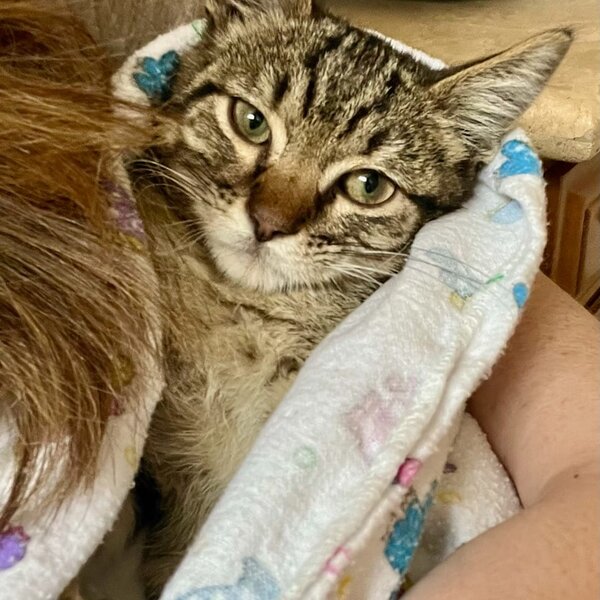 Sherlock after finding his forever home.