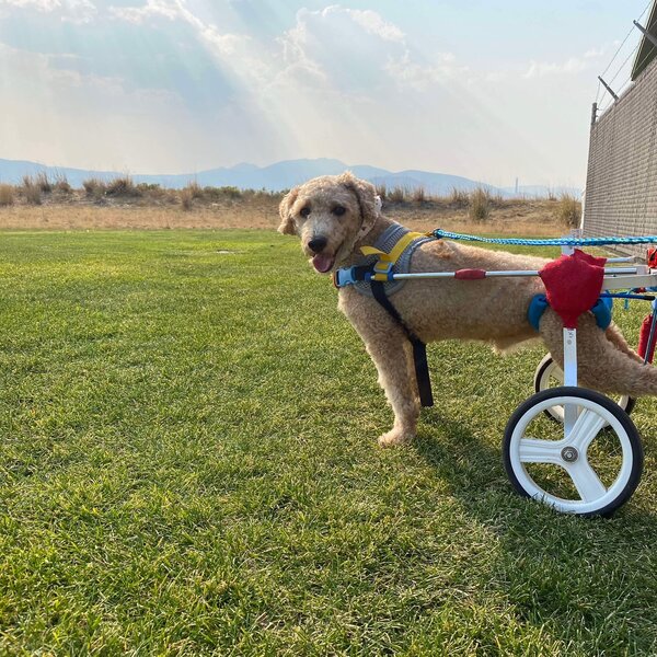 Mario Kart Law N Paws Rescue