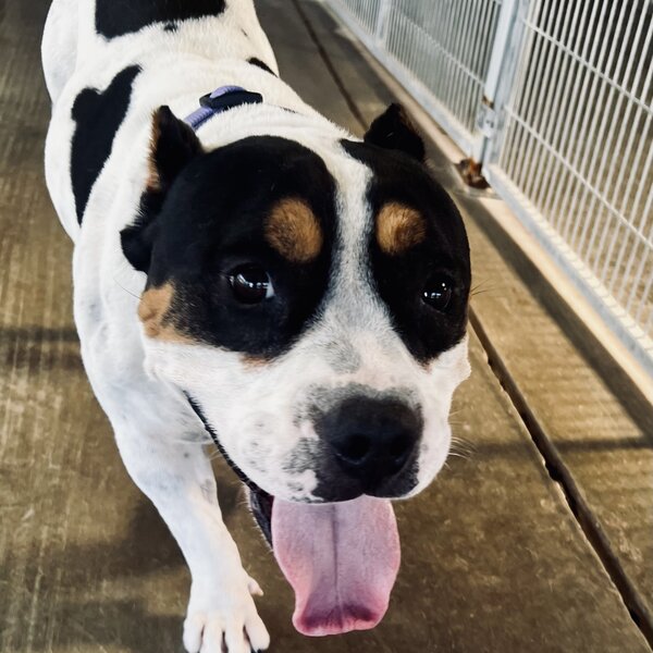 ARL works with Animal Control in El Paso, El Paso County, Socorro, Las Cruces and rescue shelters in Juarez, Mexico. Kanoli, a 3 year old pocket Pit came from Las Cruces. It was obvious she was used for breeding. She has been spayed and her puppy days are over. She is ready for her own forever family.