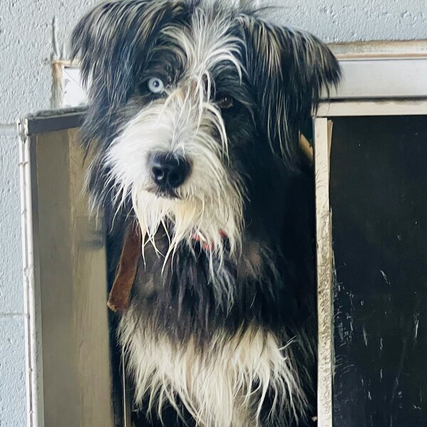 Donny was abandoned at the flea market on Doniphan with a small bowl of water and a few kibble. We received a call and were able to go pick him up before he was hit by a car. Donny is about two years old, he's ready to give humans another chance. He believes there's someone out there who would like to share the rest of their life with him.