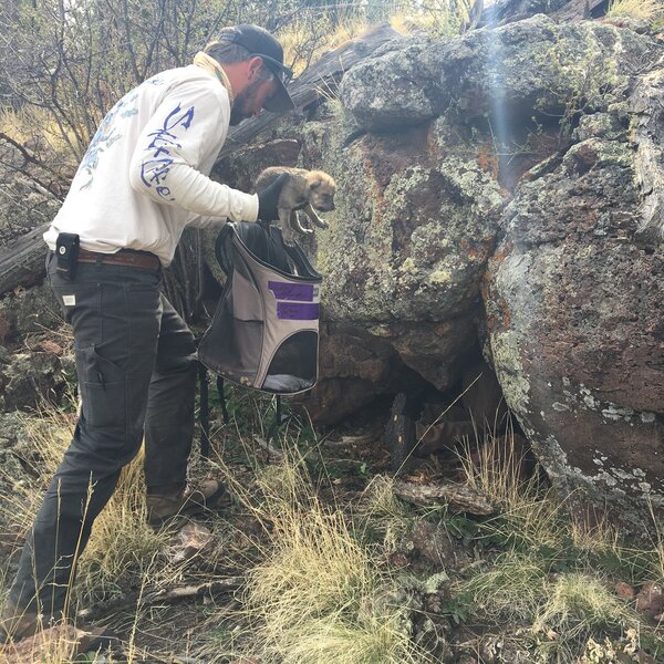 Captive born Mexican wolf pup being placed in a wild den