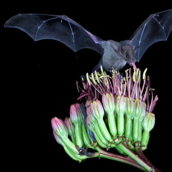 Mexican long-nosed bat feeding on an agave flower