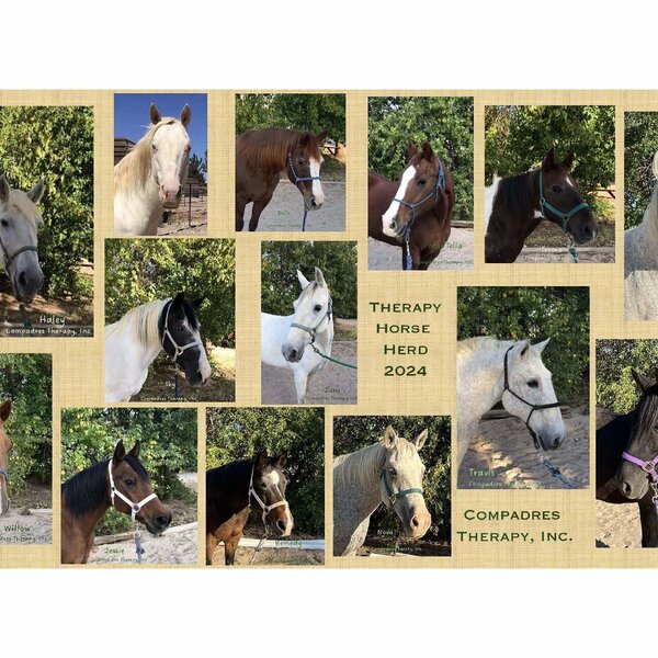 Compadres Therapy, Inc. Therapy Horse Herd 2025