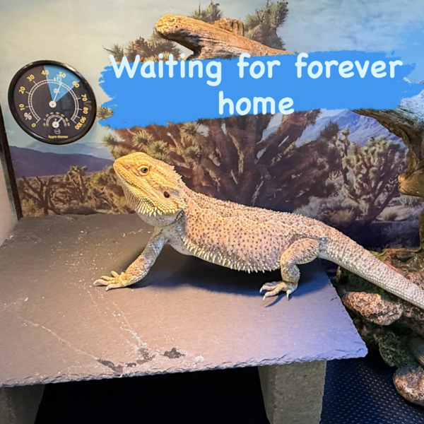 Beardie loving his new home