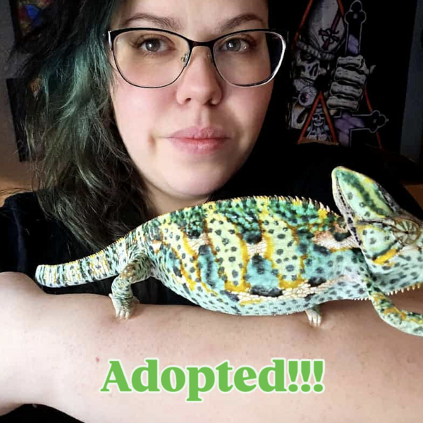 Chameleon Adopted!