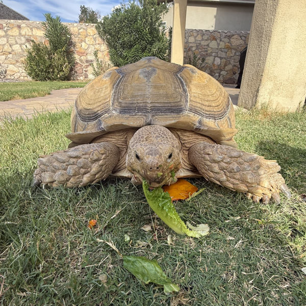 Moe, our resident Sulcata Tortoise!