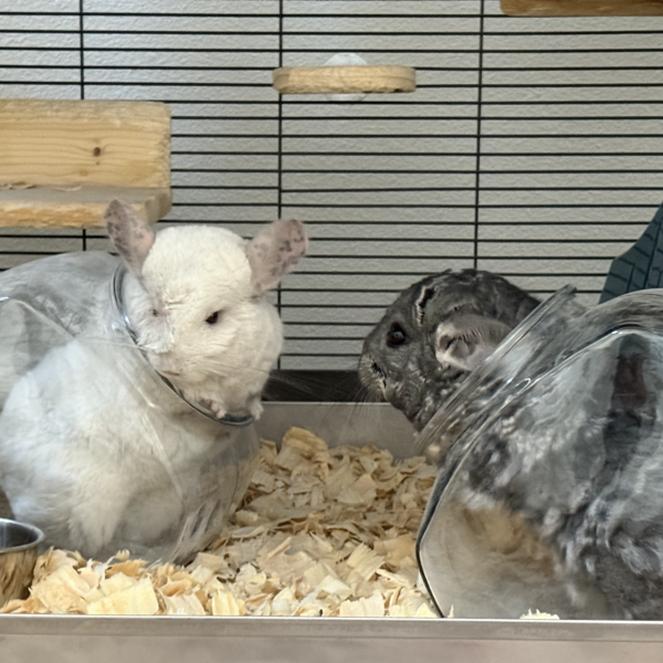 Dusk n Dawn: 2 Chinchillas ready for their forever home.
