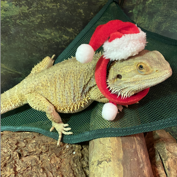 Our animals love to get decked out for the holidays!