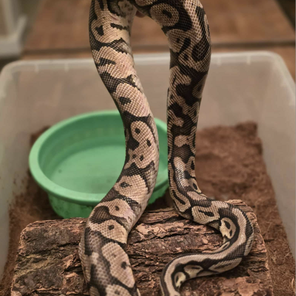 A ball python ready for a Veteran to pick him up!