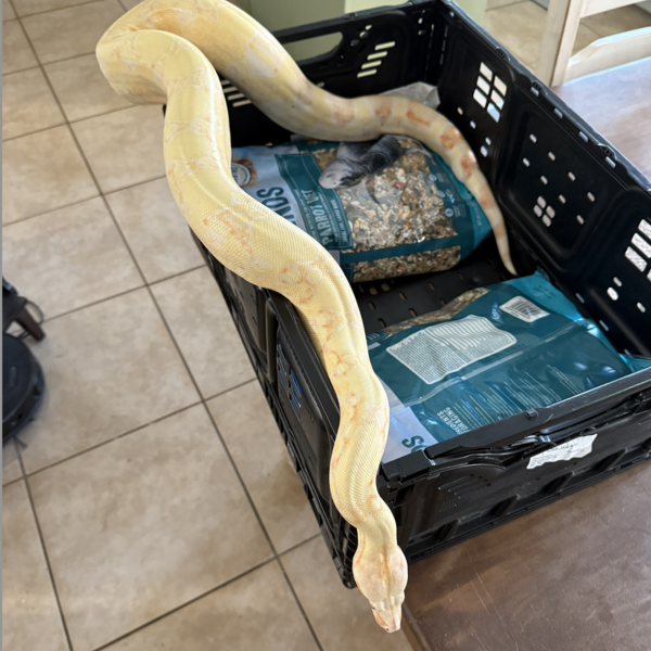 Rescue resident red tail boa, Platano, exploring.