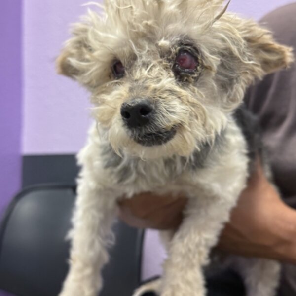 MVP Blinky - Before Surgery