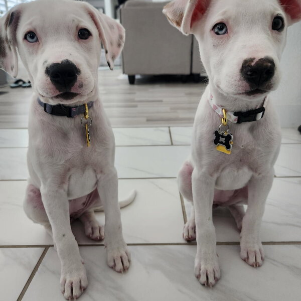 Elsa and Anna were found in an oil pit along with a deceased sibling and brought to ARL. They were approximately six weeks old, weighed less than five pounds each, were tick infested, dehydrated and emaciated. Not only were their little bodies broken so were their souls. ARL was able to provide them a foster home where both their bodies and souls could heal. After four weeks of nutritious food, vitamin supplements, medical testing and lots and lots of TLC the Girls recovered. Elsa and Anna were adopted together. 