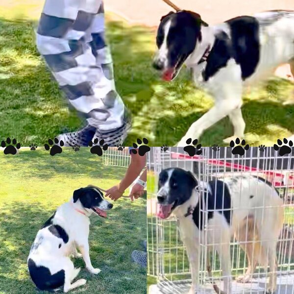 ARL collaborated with the El Paso Sheriff's department to develop the PAWS (Pets Advancing Wellness and Success) Detention Program. PAWS is an inmate vocational program that provides inmates with vocational training in dog obedience and kennel care. This program benefits ARL's dogs by teaching them basic obedience training prior to being adopted. 
