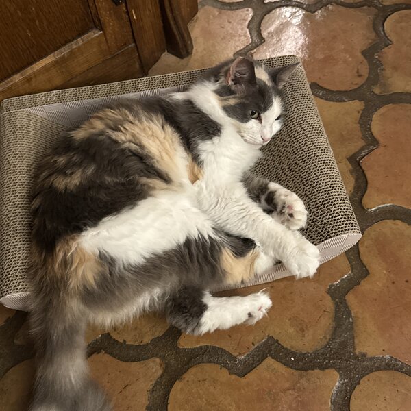 Rosie, a recently rescued cat that was abandoned and had been living in a feral colony for months. She has been spayed and fully vaccinated and is ready for  adoption to a loving forever home.