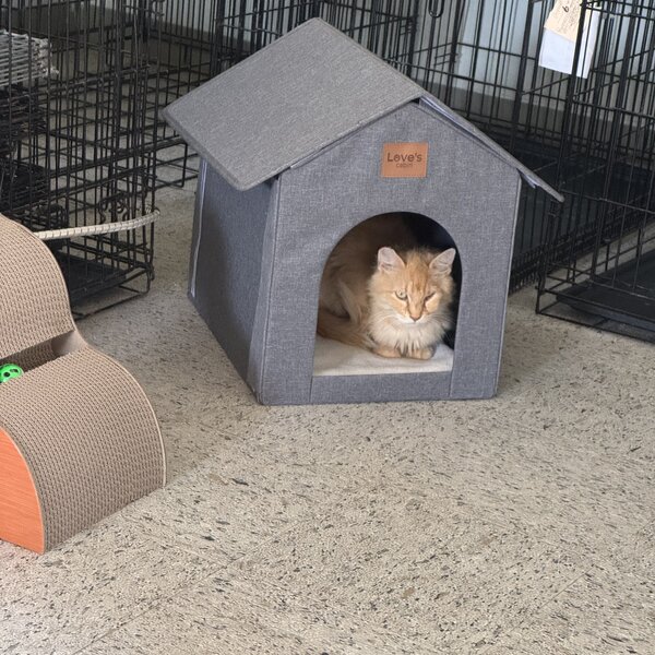 Cinnamon, a friendly 10 year old abandoned cat found in a feral colony. She is in now in her forever home and has been TNRed and given medical attention.