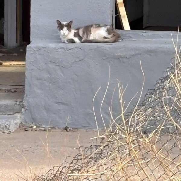Rosie, before she was rescued.